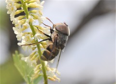Copestylum macrocephalum
