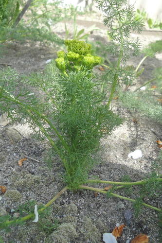 Ferulago setifolia
