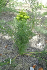 Ferulago setifolia