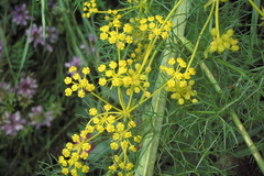 Ferulago setifolia
