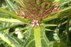 Gundelia rosea
