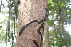 Salpidobolus