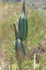 Iris spuria demetrii