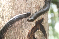 Salpidobolus