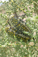 Julodis faldermanni