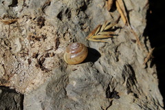 Stenomphalia selecta