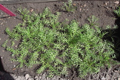 Lepidium meyenii