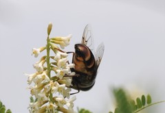 Copestylum macrocephalum