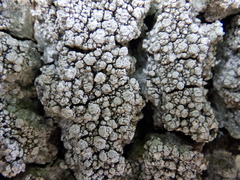 Pertusaria multipuncta