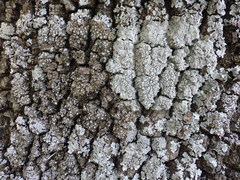 Pertusaria multipuncta