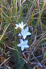 Lomatogonium carinthiacum