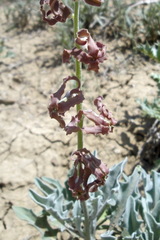 Matthiola farinosa