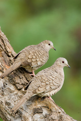 Inca Dove photo 2