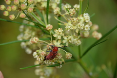 Tetraopes quinquemaculatus