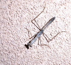 Litaneutria skinneri