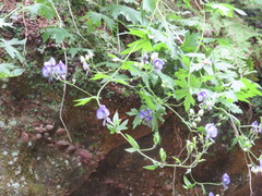 Aconitum noveboracense