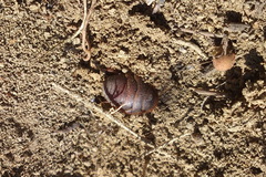 Polyphaga aegyptiaca