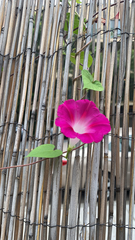 Ipomoea orizabensis