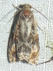 Olethreutes nigranum