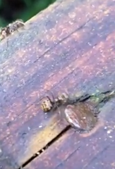 Dolichoderus bispinosus