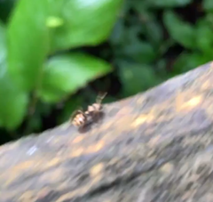 Dolichoderus bispinosus