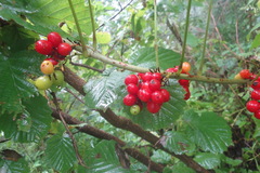 Smilax excelsa