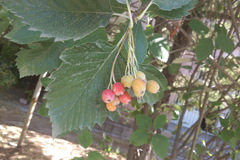 Sorbus hajastana