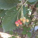 Sorbus hajastana - Photo (c) Vahe Martirosyan, some rights reserved (CC BY-NC-ND), uploaded by Vahe Martirosyan