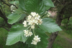 Sorbus hajastana