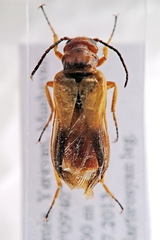 Stenoria erevanensis