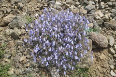 Campanula armena