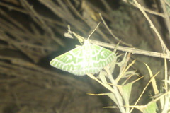 Thetidia crucigerata