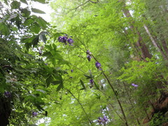 Aconitum noveboracense