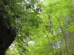 Aconitum noveboracense