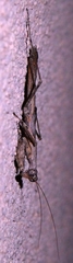Litaneutria skinneri