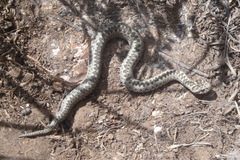 Vipera eriwanensis