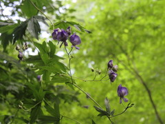 Aconitum noveboracense