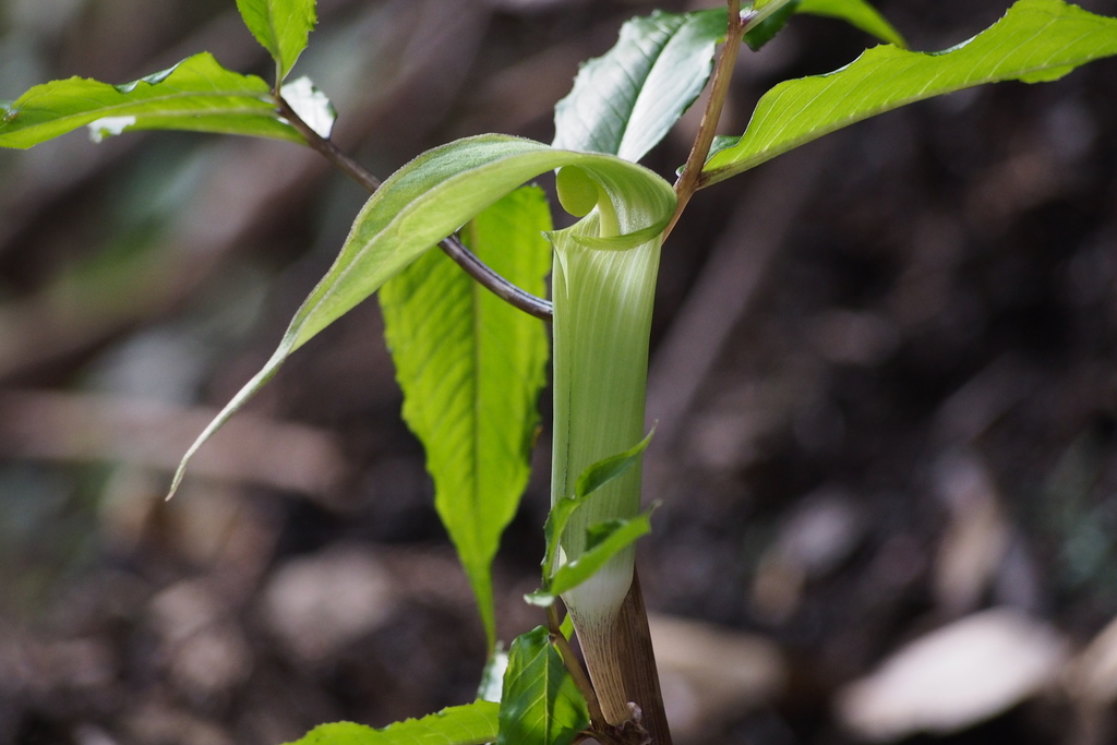 Arisaema yamatense