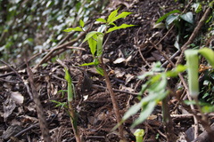 Arisaema yamatense sugimotoi