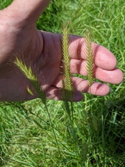 Hordeum secalinum