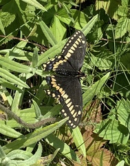 Papilio brevicauda