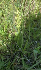 Platanthera huronensis
