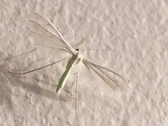 Pterophorus
