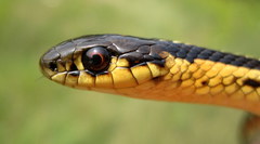 Thamnophis butleri