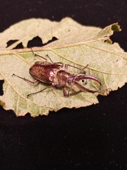 Sphaenognathus giganteus