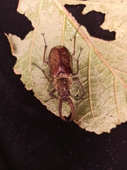 Sphaenognathus giganteus