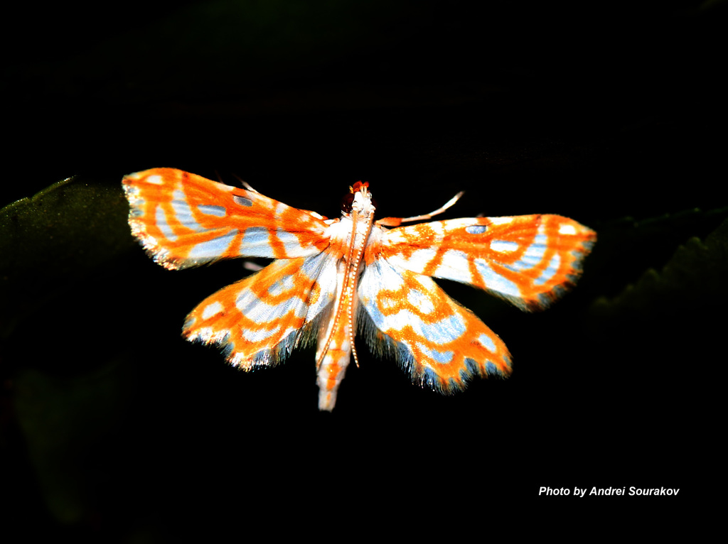 Gold-lined Undulambia Moth