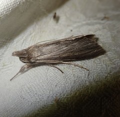 Cucullia umbratica