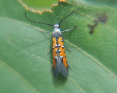 Neoheliodines hodgesi