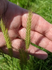 Hordeum secalinum